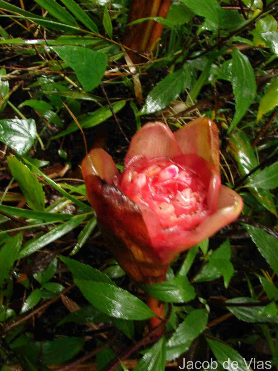 Elettaria floribunda Thwaites